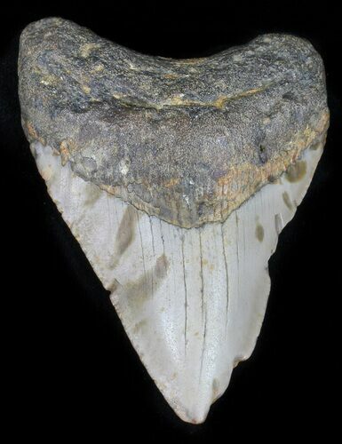 Megalodon Tooth - North Carolina #59151